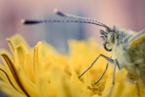 Close-up of the butterfly on yellow flowers