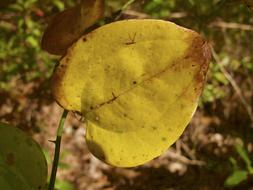 Fall Autumn Leaf