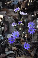 purple flowers in the forest