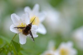 Bombyliidae on white flower close up on blurred background