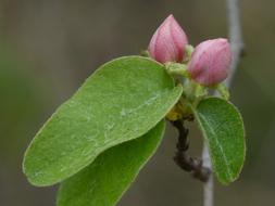 Cocoon Quince Flower