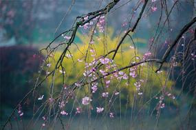 Spring Cherry Blossom Flower