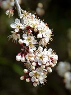 gorgeous flowers on a tree