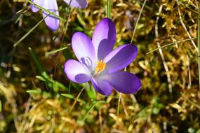 Crocus Violet Blossom