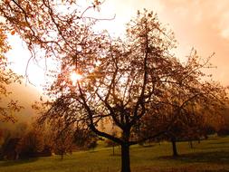 Tree Autumn Golden