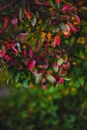 Flower Tree Nature