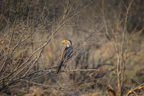 a bird with a bent beak sits on a branch of an autumn tree