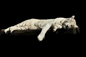 photo of a sleeping tiger on black background