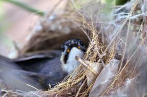 enchanting Wildlife Bird Nest