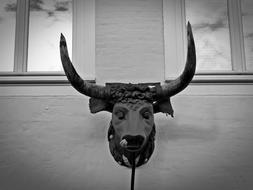 black bull head sculpture on the wall
