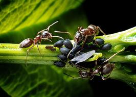 Ants Aphids Kennel