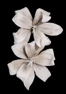 White Blossom Bloom
