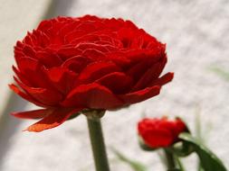 Flower Ranunculus