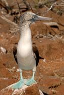 wonderful Booby Galapagos