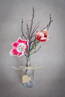 Flowers Tulips Pink White