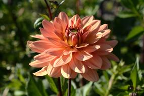 Dahlia Flower Blossom