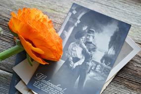 Ranunculus Flower Blossom