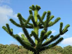 Tree Monkey Puzzle