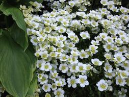 Nature Flowers Plant