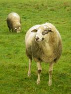 Sheep Meadow