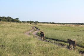Lioness South Africa Wildlife