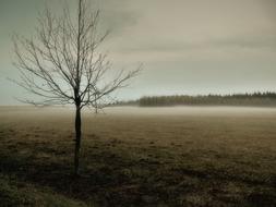 Fog Meadow Autumn
