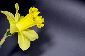 yellow daffodil on black silk background