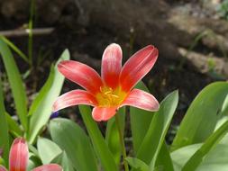 Tulips Greenhouse Red Bright