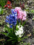 flowering garden plants