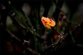 Yellow Flower Rose