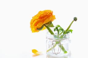 Ranunculus Flower Blossom