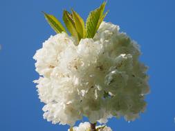 Cherry Blossom White Tree