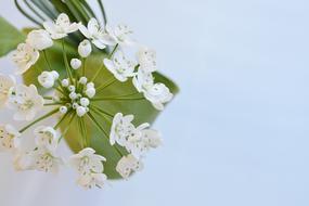 Flower White Flowers