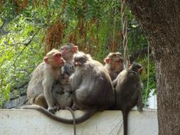 fluffy monkeys on the wall