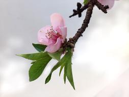 Prunus Blossom Flower Pink