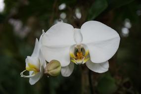 White Orchid Flower