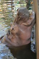 cute hippo in the pool