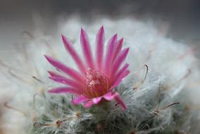 Cactus Pink