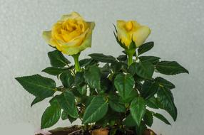 Flower Rose Yellow