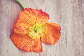 Poppy Are Orange