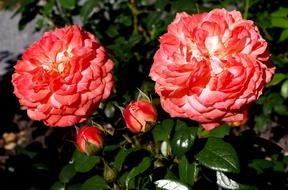 bright pink Flower Rose Blossom