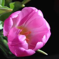 Tulip Pink Spring