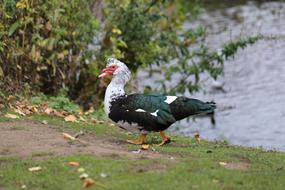 ugly duck on the the shore