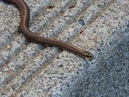 snake crawling on the ground