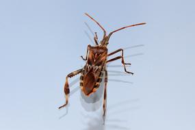 brown Bug Insect