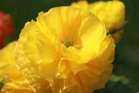 Flower Macro Close Up