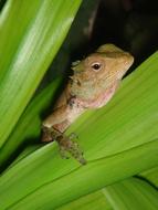lizard in green leaves