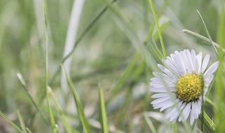 Garden Flower Summer
