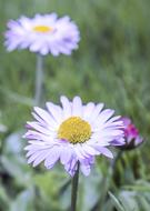 Flower Daisy Nature