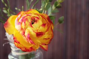 Ranunculus Flower Blossom